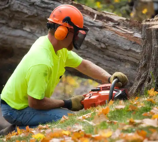 tree services Farmerville